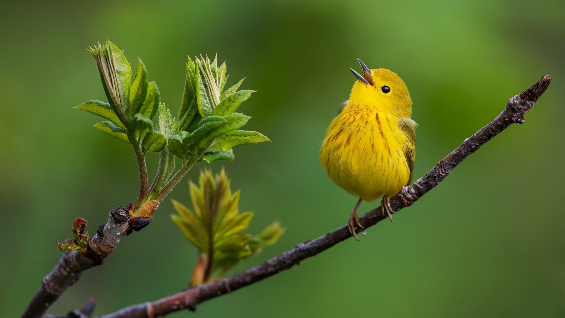 逆袭之光，乌克兰国家队击溃巴萨，富安健洋的钢铁防线如何改写历史