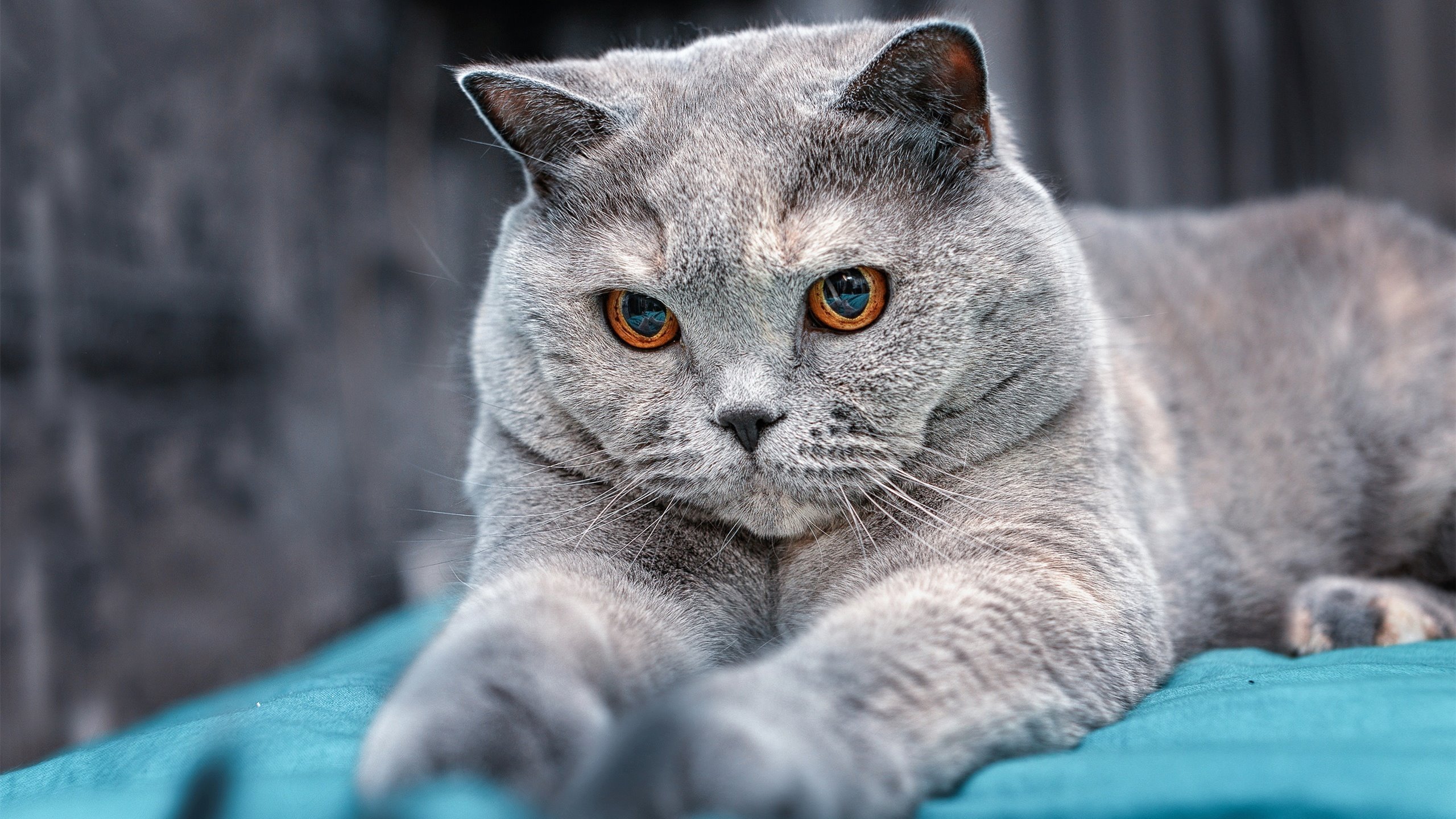 独舞于巨兽的阴影下，乔治欧冠淘汰赛之夜的防守诗篇