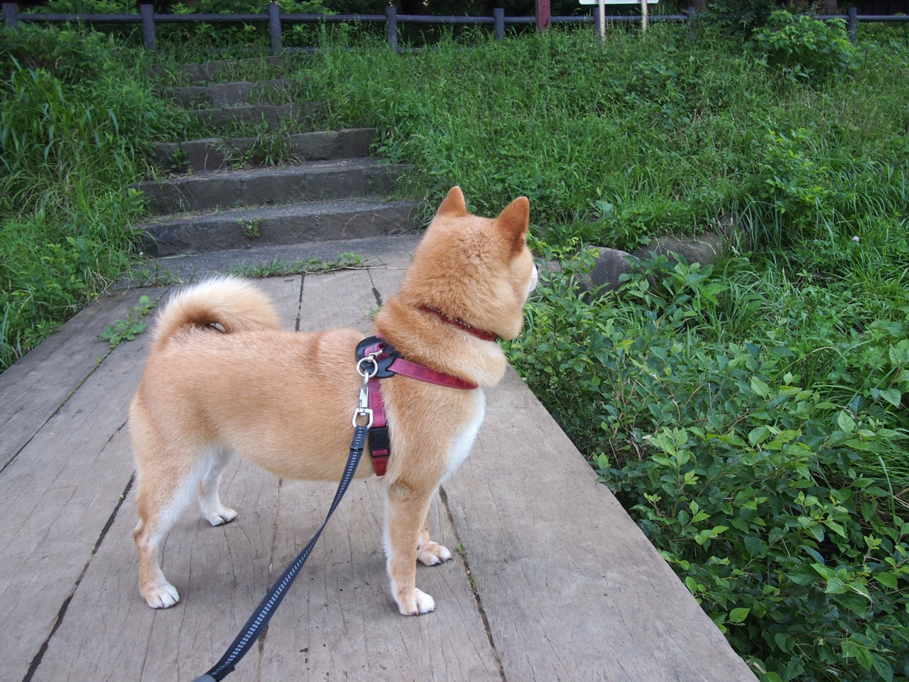 34%控球率颠覆霸权,尼斯维京战术撕裂加拿大,德里赫特化身北境战神接管美加墨