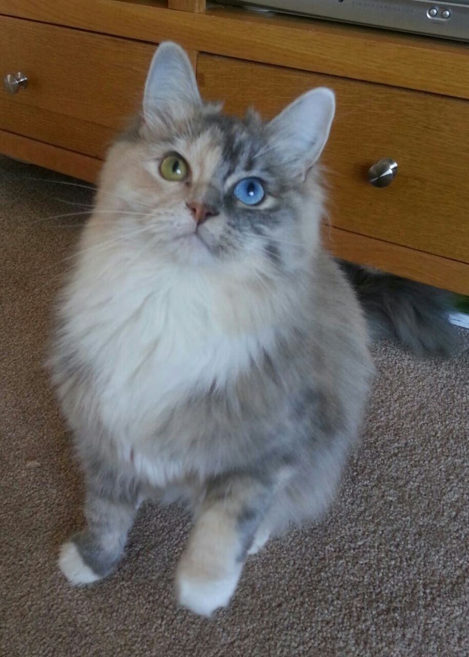 双子星隔空对决，广东末节逆转森林狼，哈利伯顿狂砍三双却成空砍王