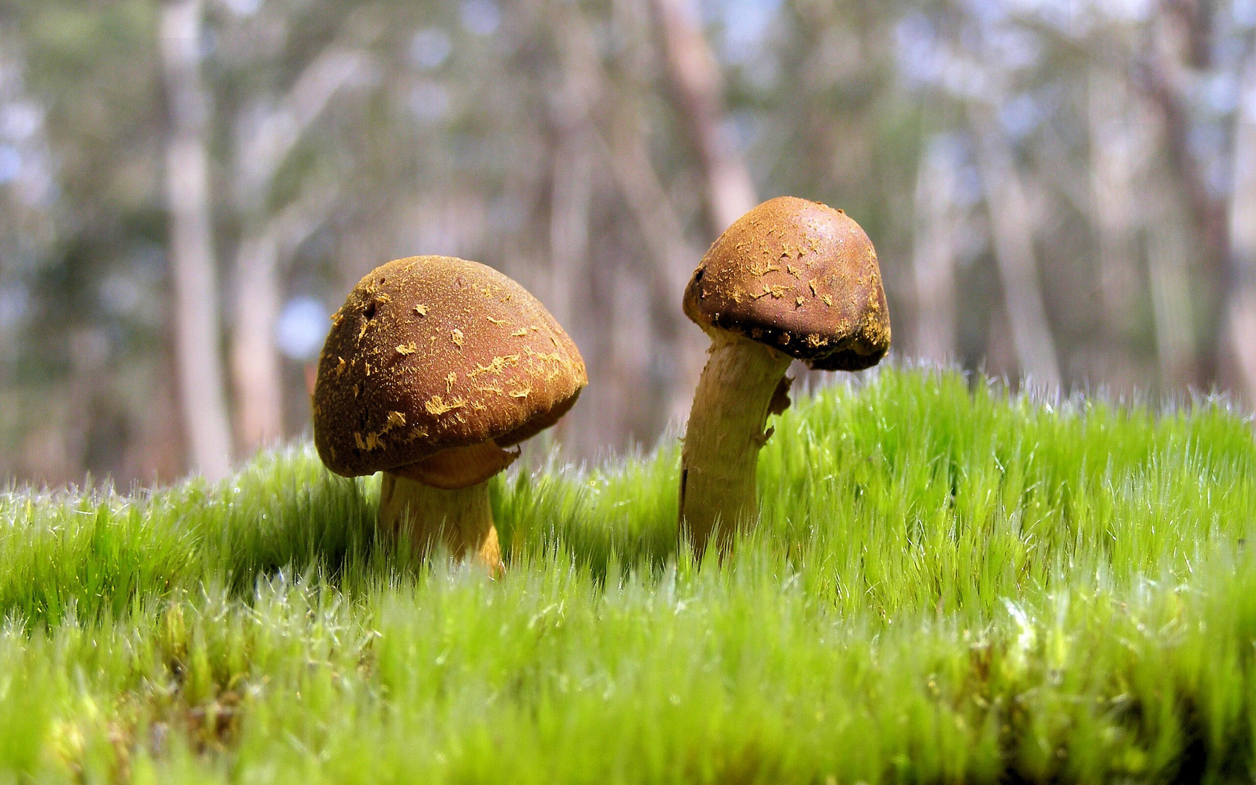 铁幕背后，掘金高速引擎，现代篮球的终极解答