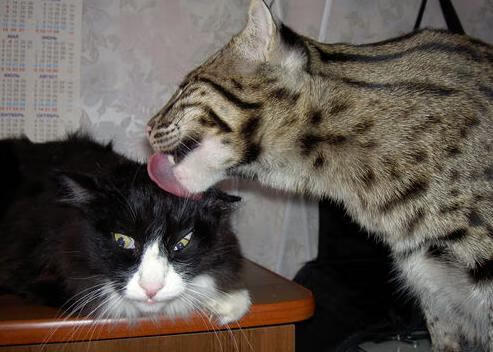 唯一胜负手，德布劳内导演德国决胜局奇迹，力压土耳其昂首晋级