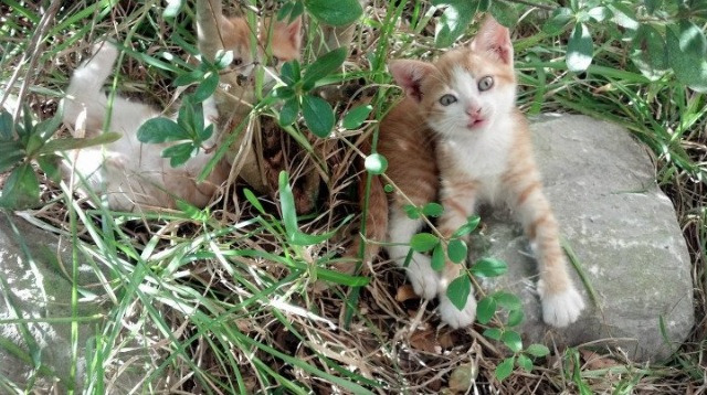 开云体育APP下载-篮球皇帝接管F1，锡安·威廉姆森在拉斯维加斯赛道完成世纪超车