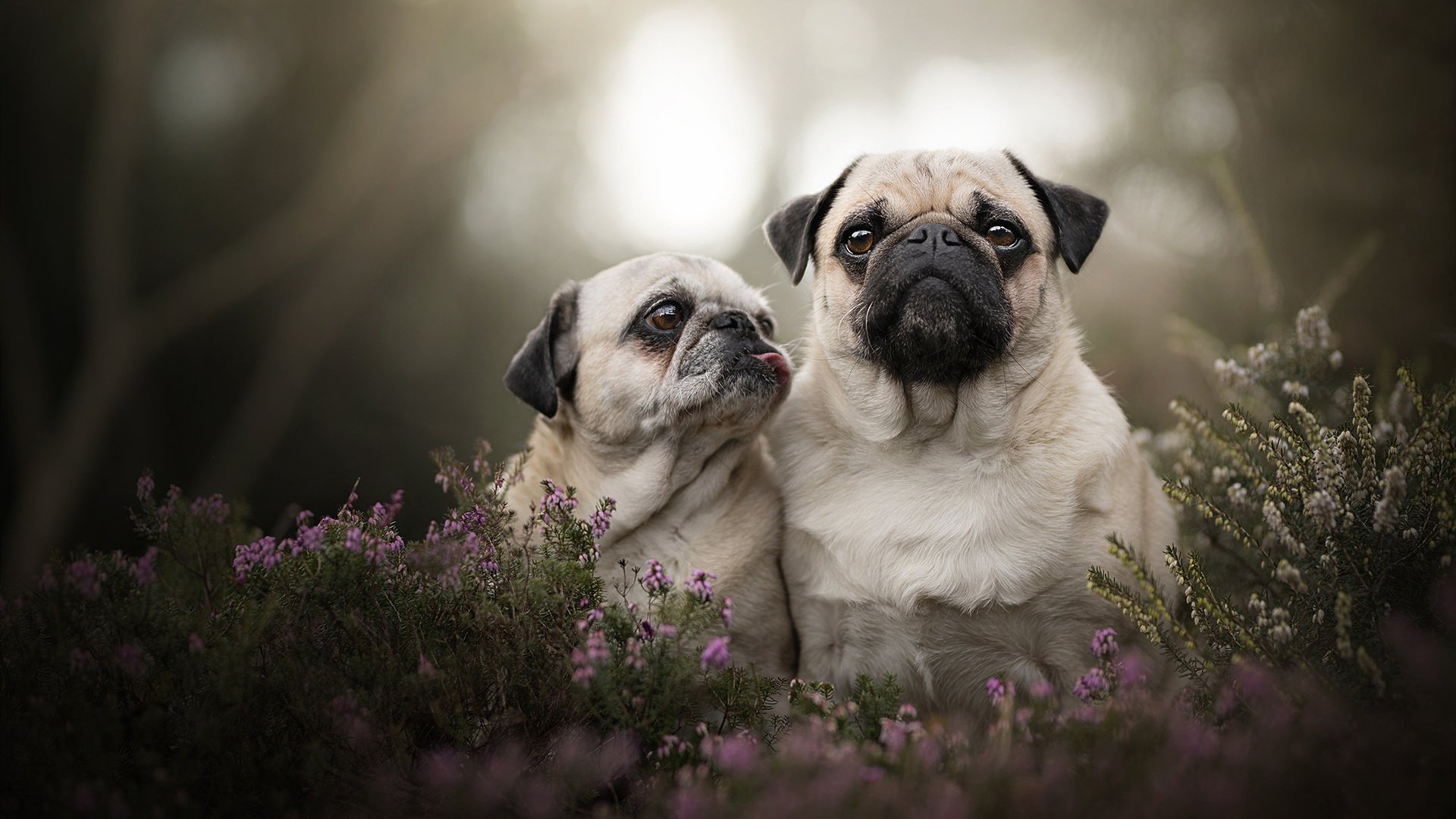个人能力巅峰!范弗利特引领灰熊制霸新疆队