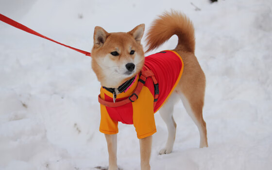 开云APP-篮球场上的引力波,从上海队压制到哈登世界波,胜利的上帝之手