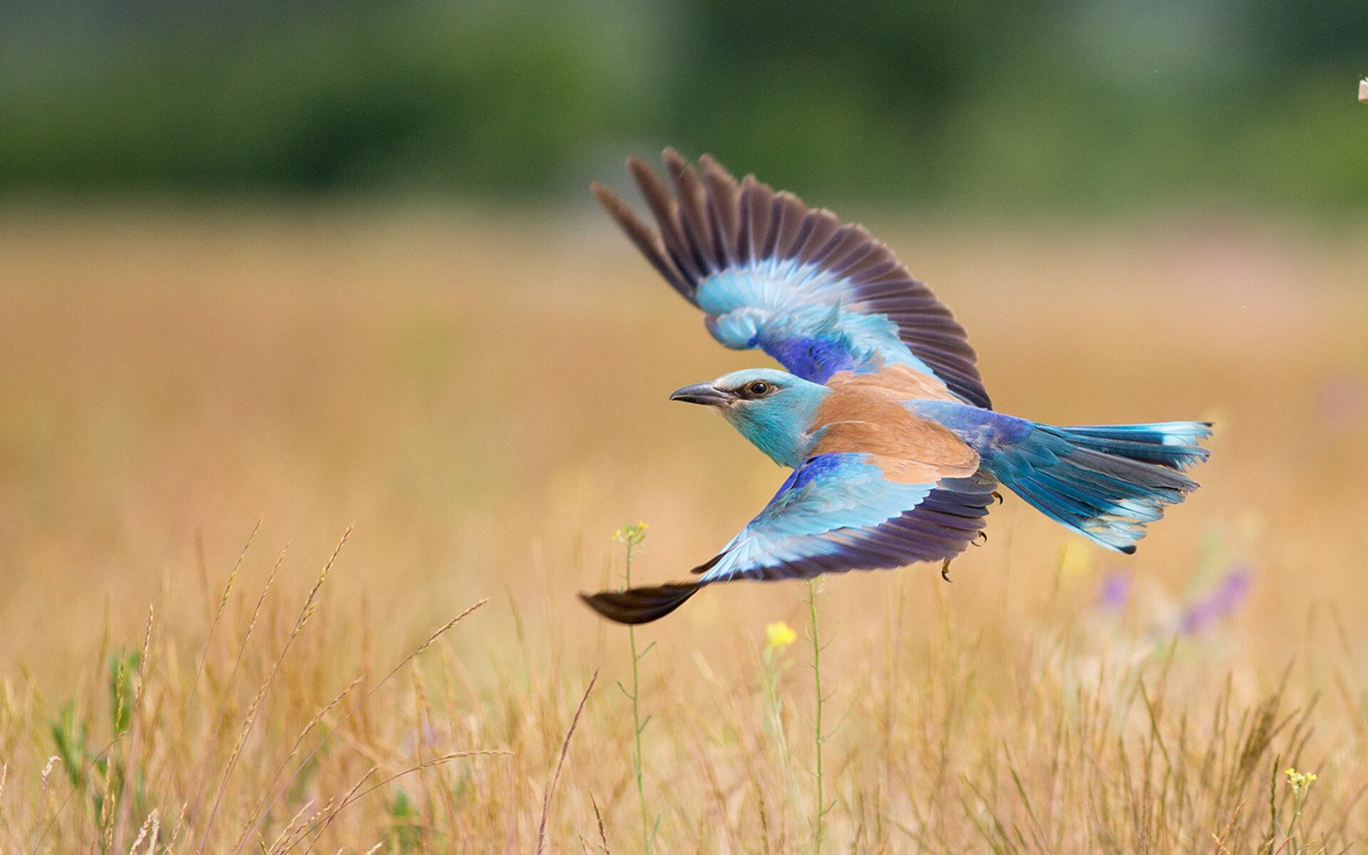 沙漠狂舞！马里1-1勒沃库森，克瓦拉里程碑夜闪耀工业铁骑