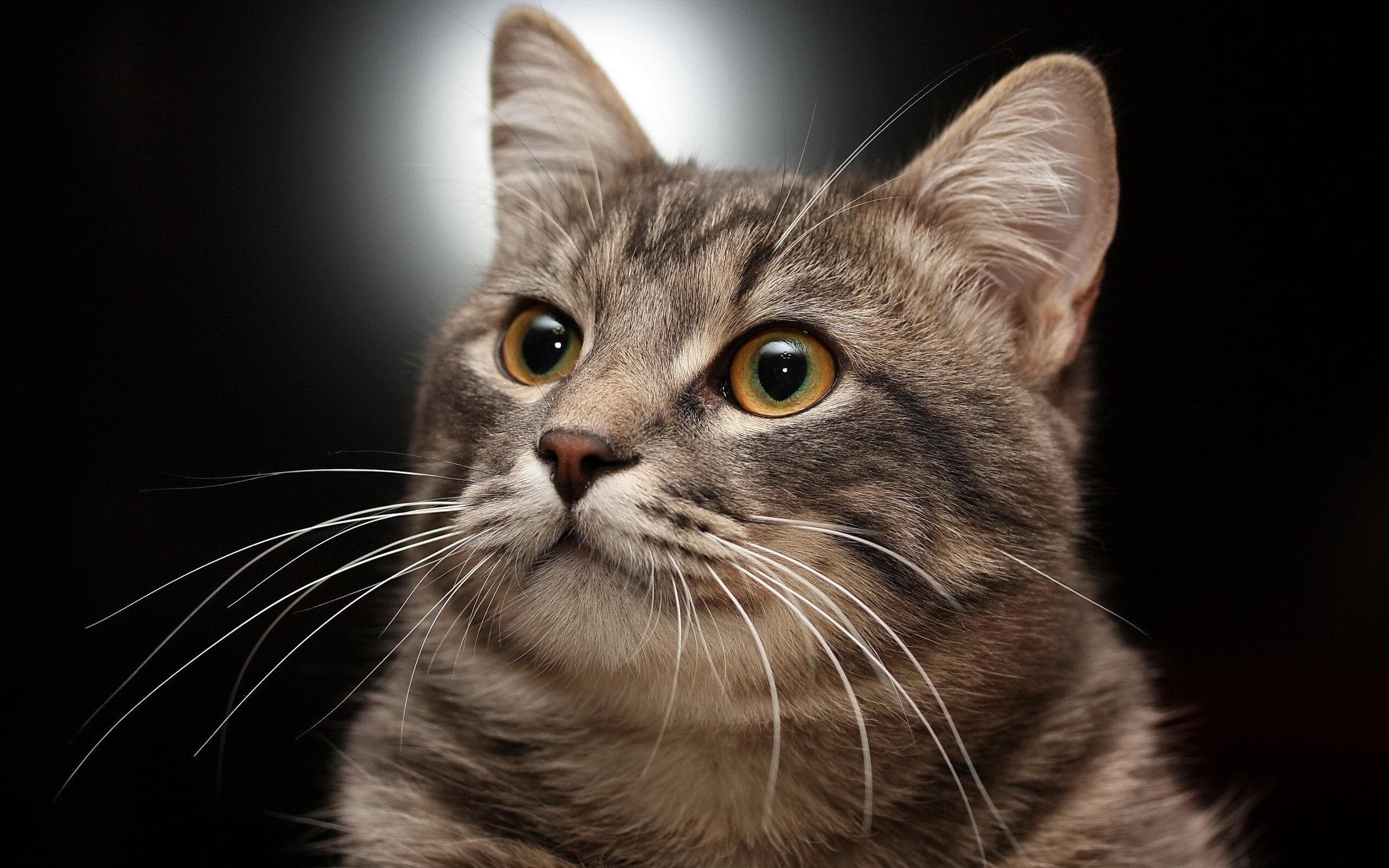 构思(扩展思维)